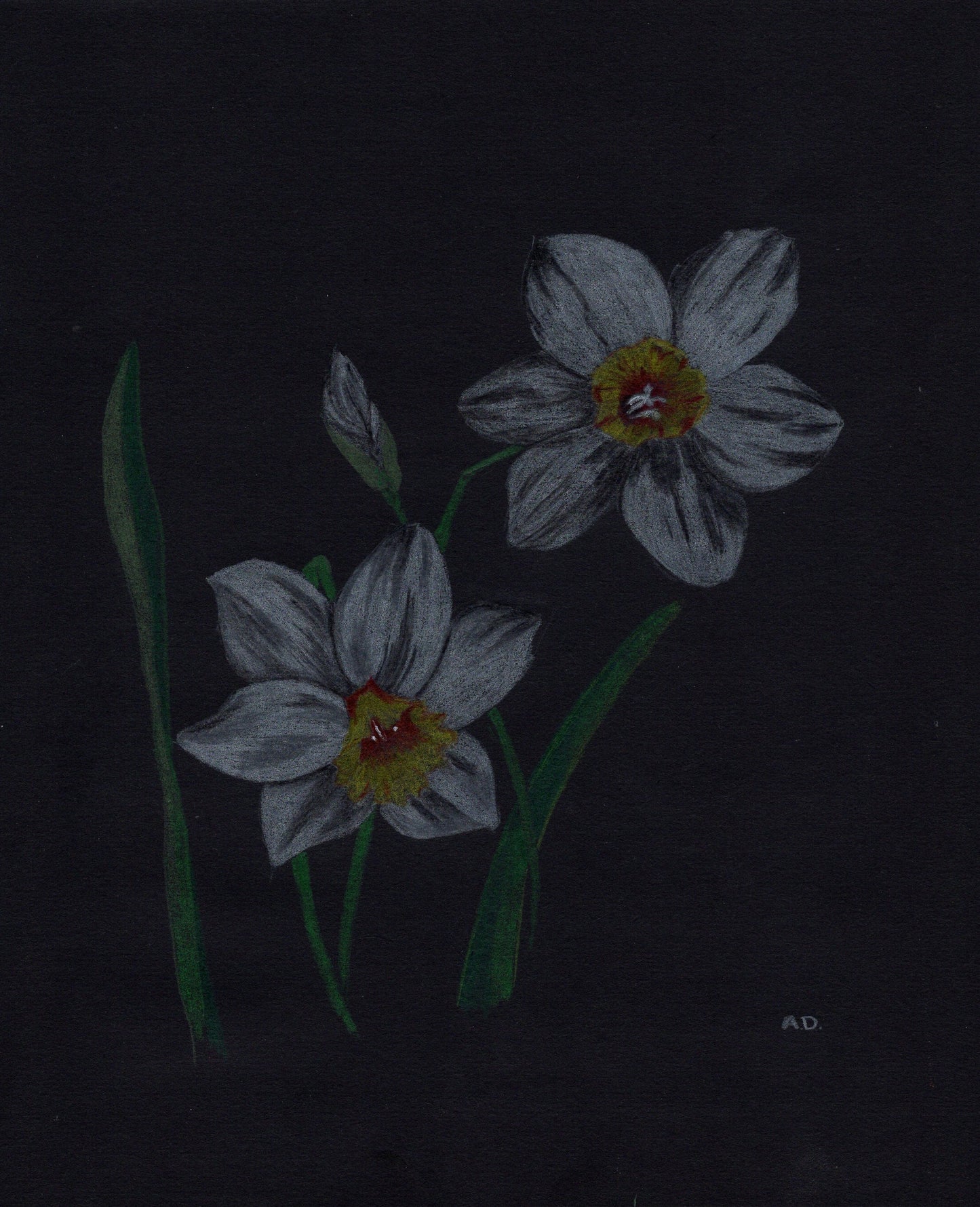 Daffodil Colored Pencil Art | Digital Download