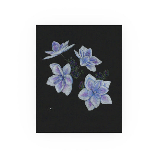 Stargazer Hydrangea Blossoms | Satin & Archival Matte Prints