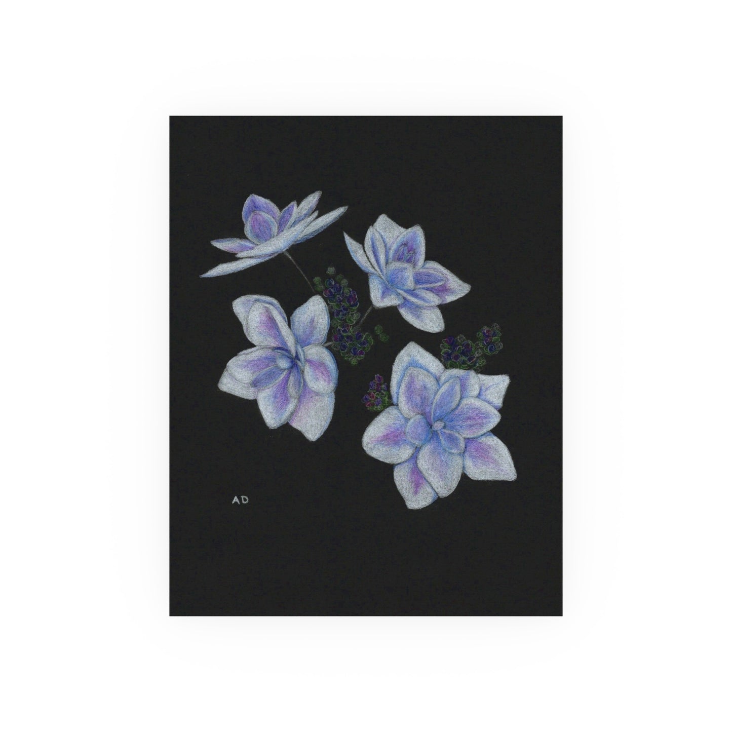 Stargazer Hydrangea Blossoms | Satin & Archival Matte Prints