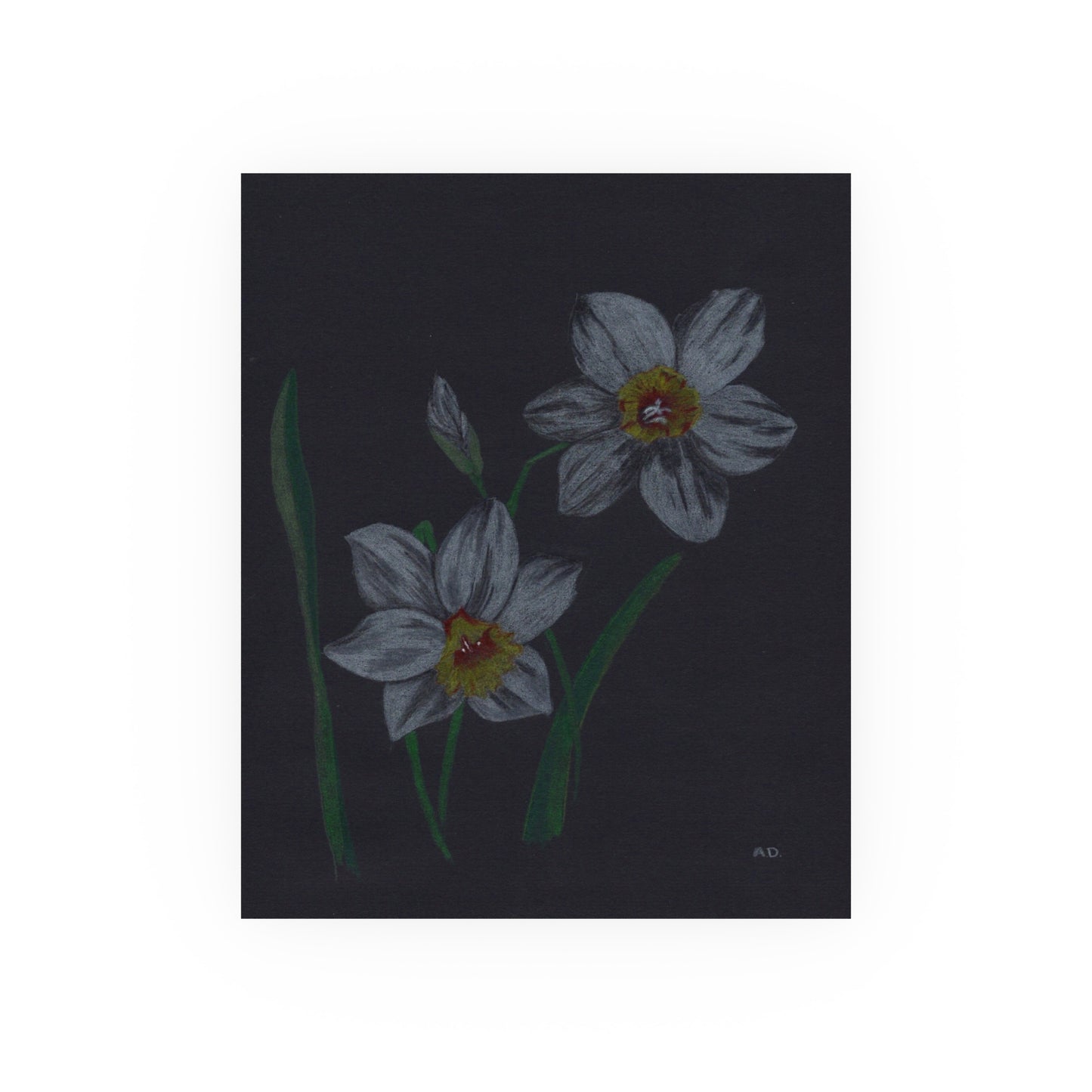 Dark Botanicals - Daffodils | Satin & Archival Matte Prints
