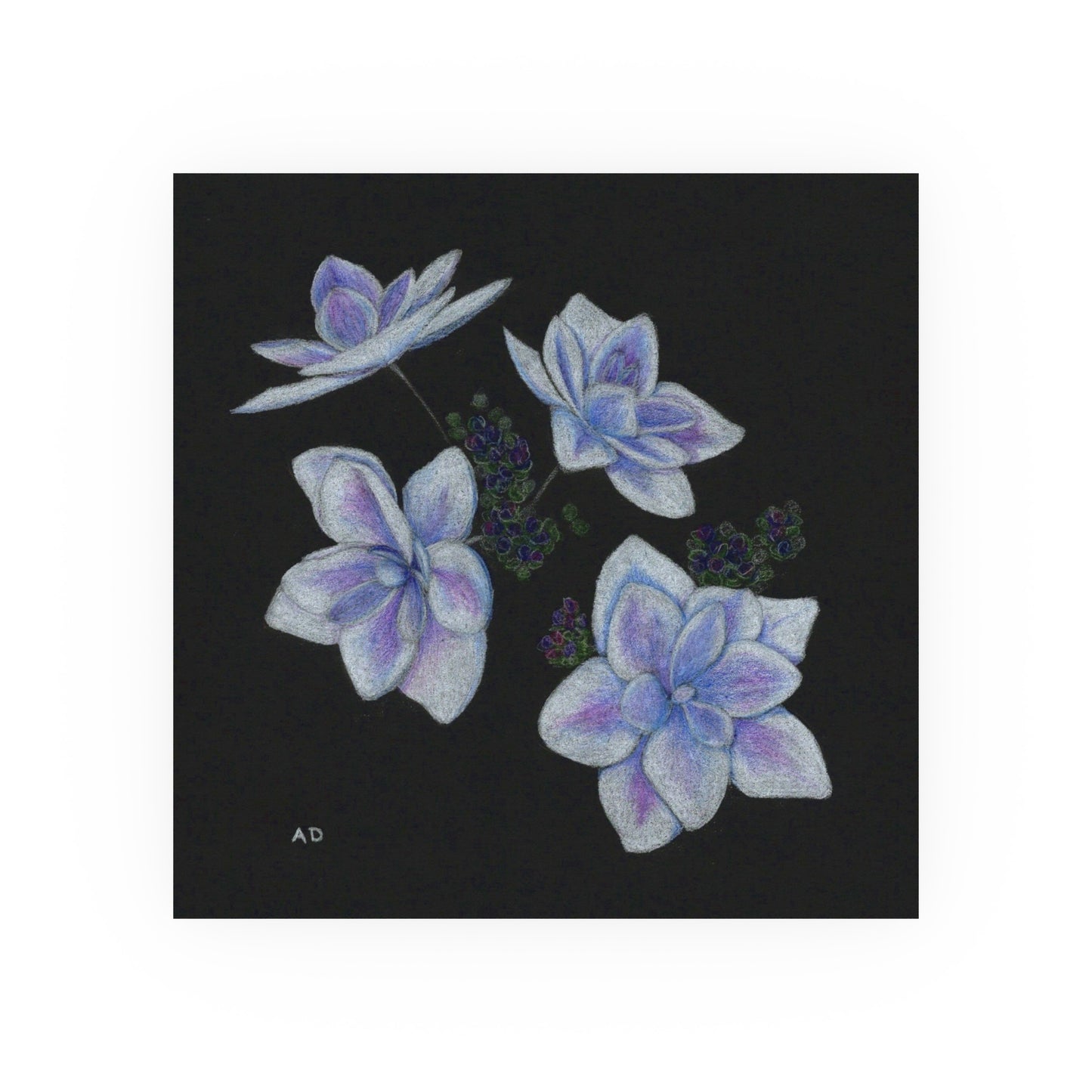 Stargazer Hydrangea Blossoms | Satin & Archival Matte Prints