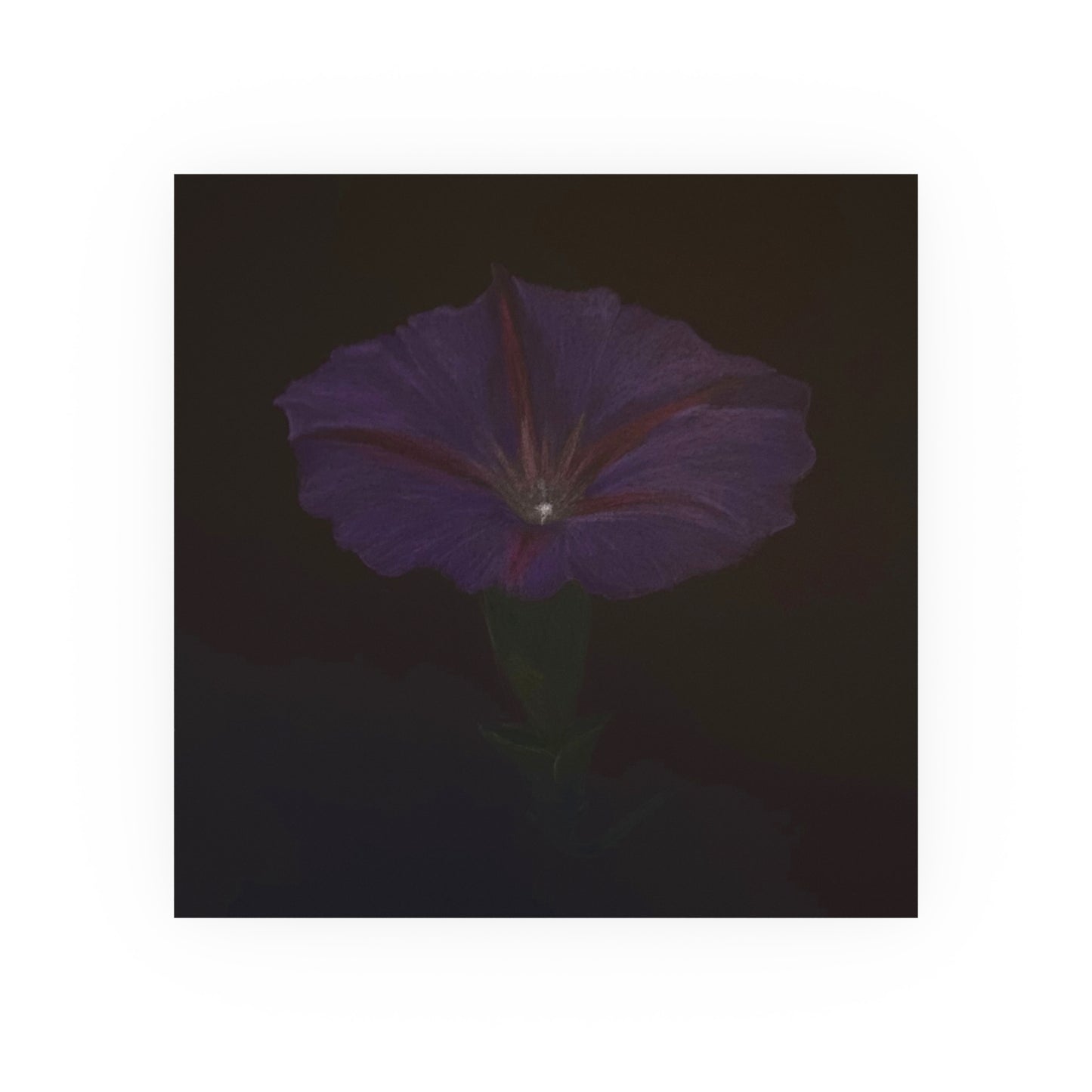 Morning Glory | Satin & Archival Matte Prints