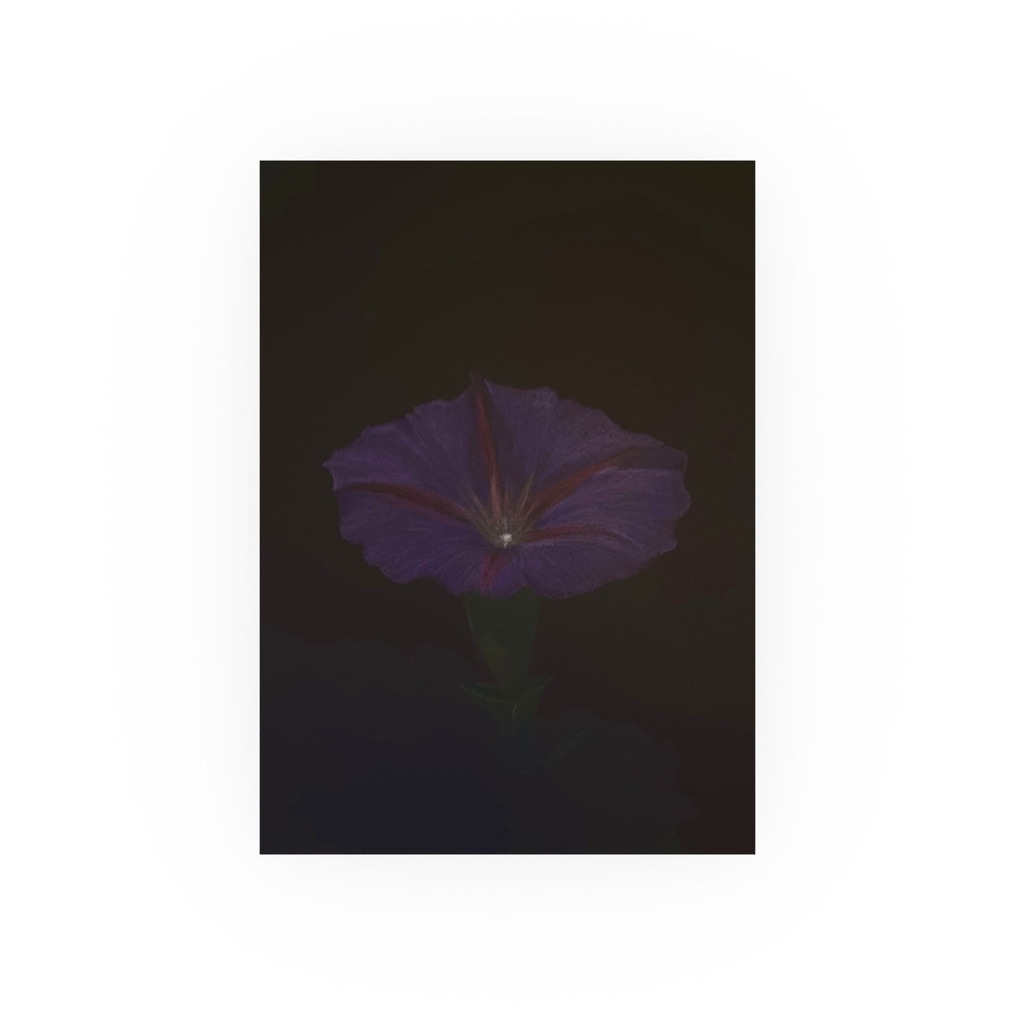 Morning Glory | Satin & Archival Matte Prints