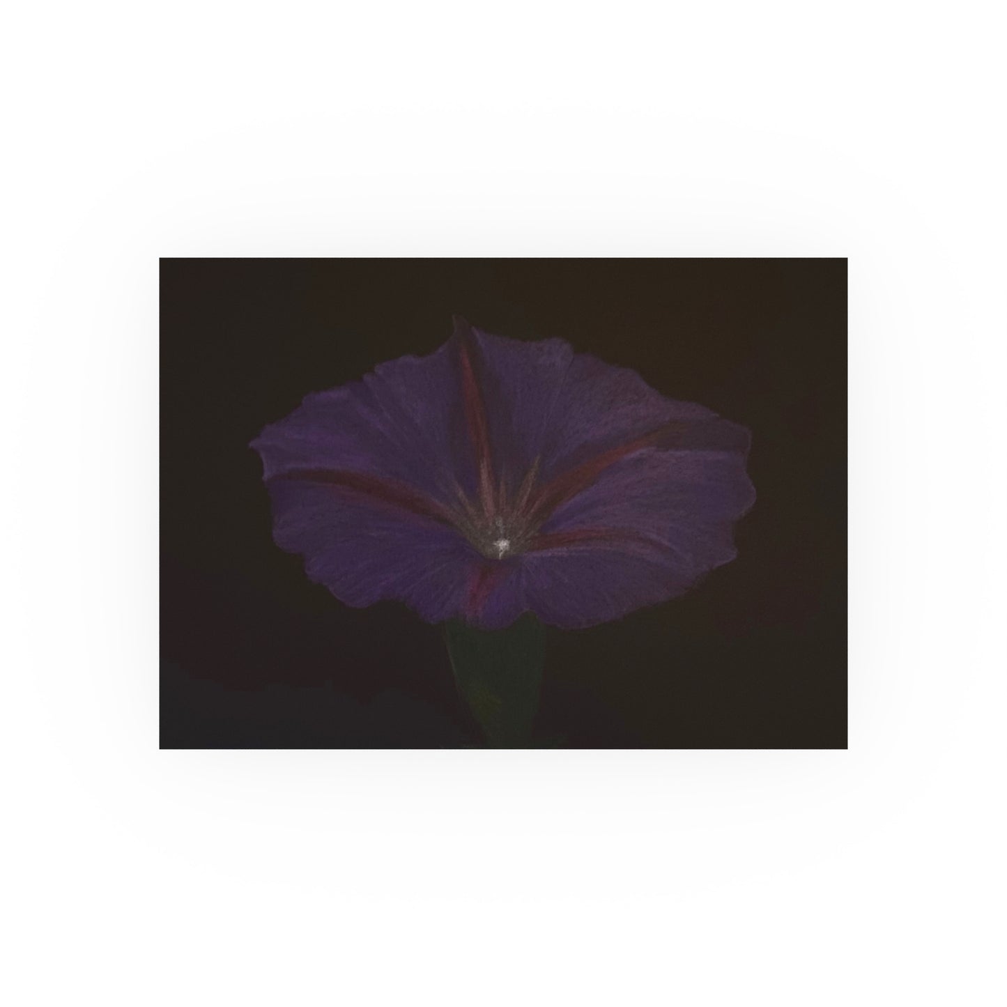 Morning Glory | Satin & Archival Matte Prints