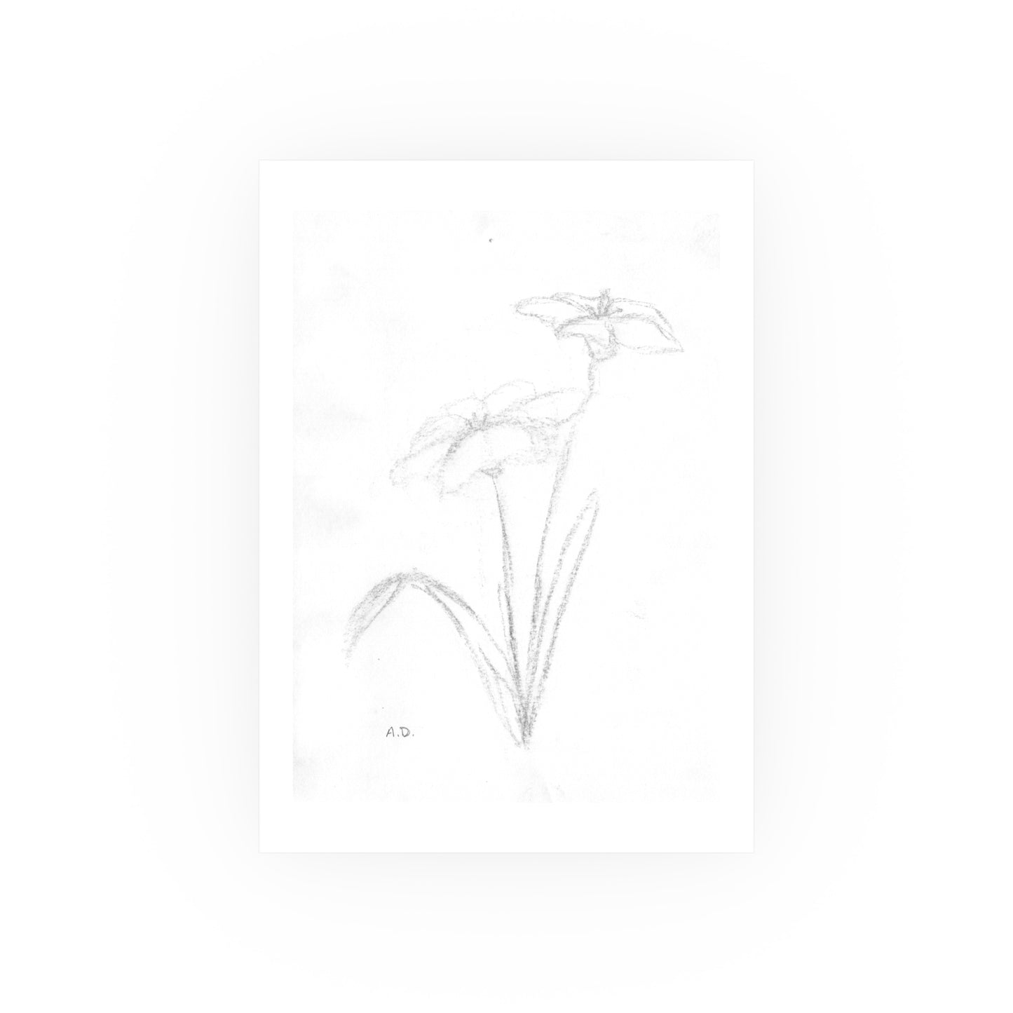 Botanical Sketch | Satin & Archival Matte Prints