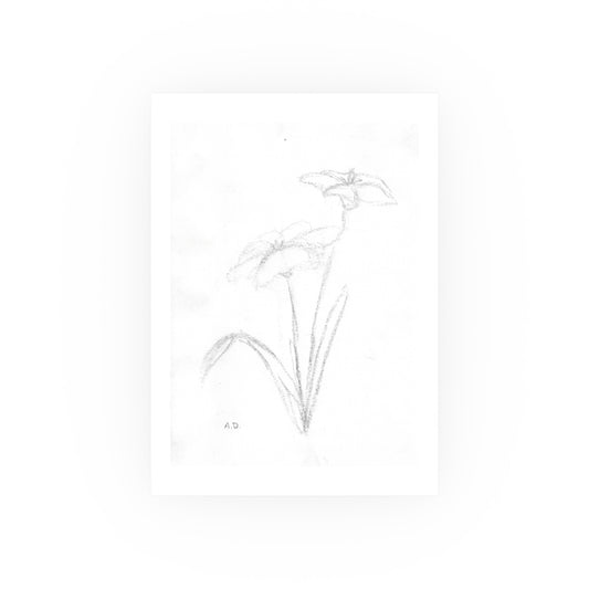 Botanical Sketch | Satin & Archival Matte Prints