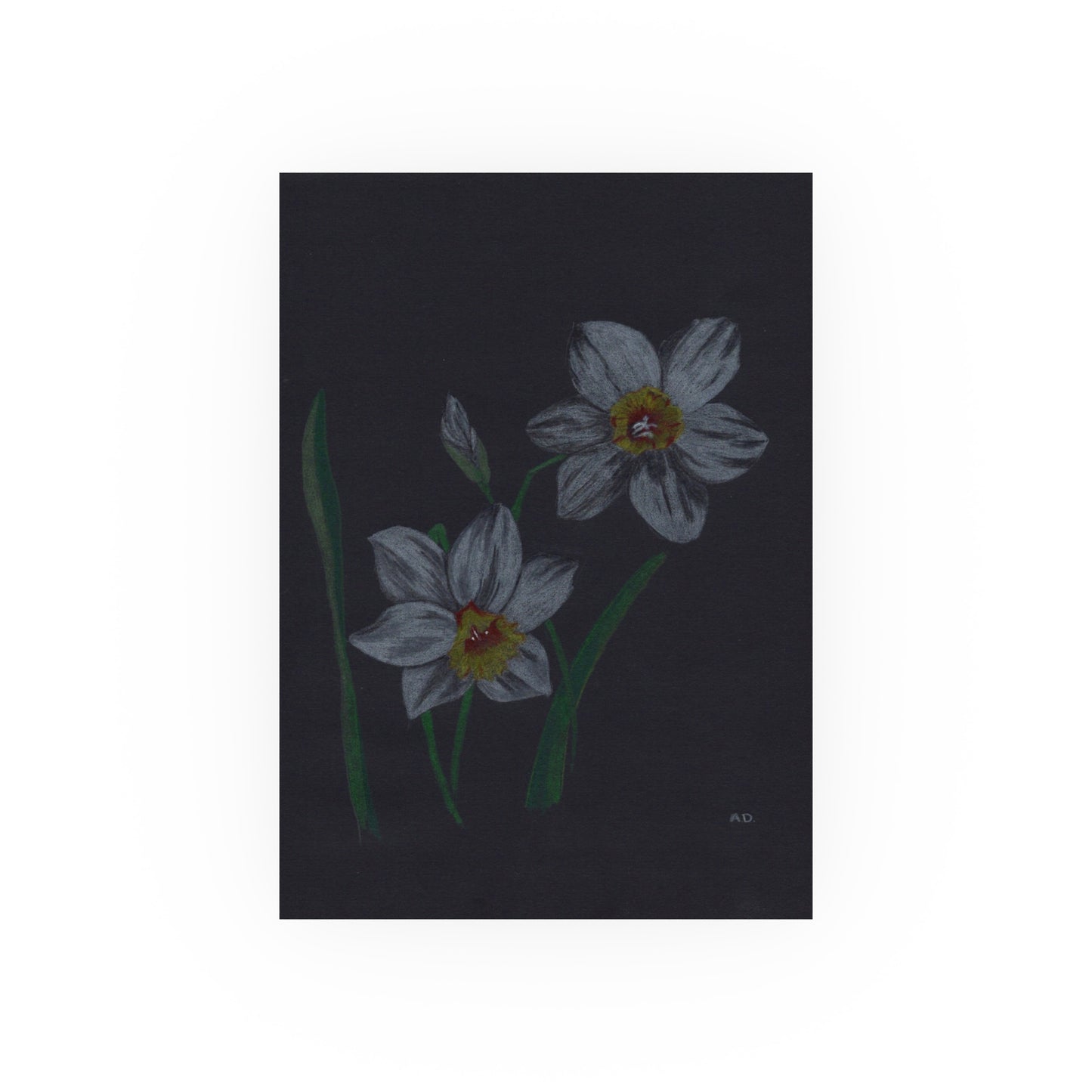 Dark Botanicals - Daffodils | Satin & Archival Matte Prints