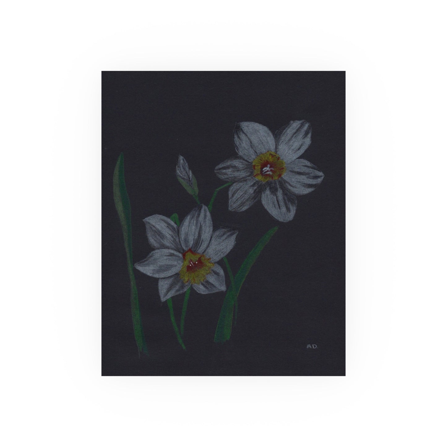 Dark Botanicals - Daffodils | Satin & Archival Matte Prints