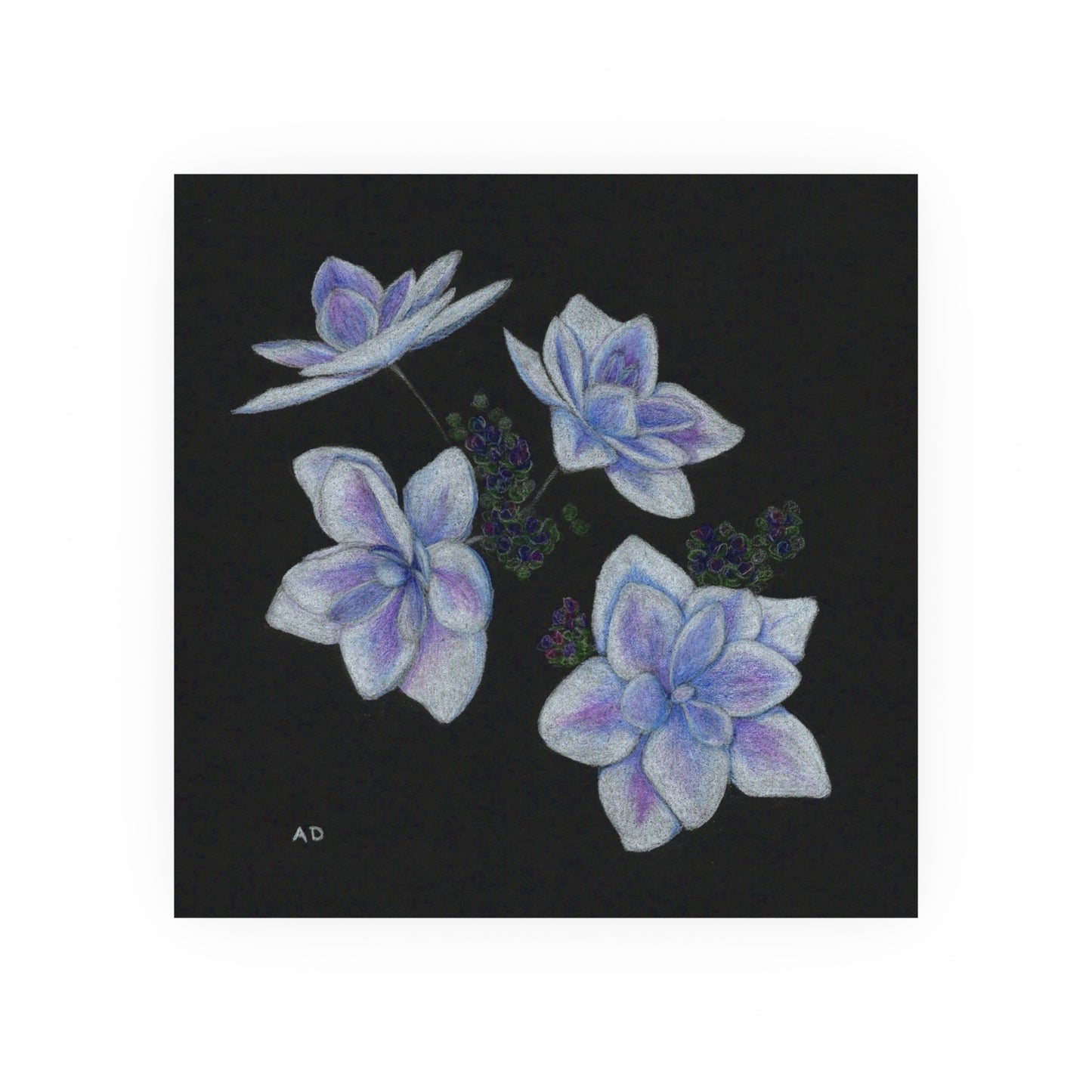 Stargazer Hydrangea Blossoms | Satin & Archival Matte Prints
