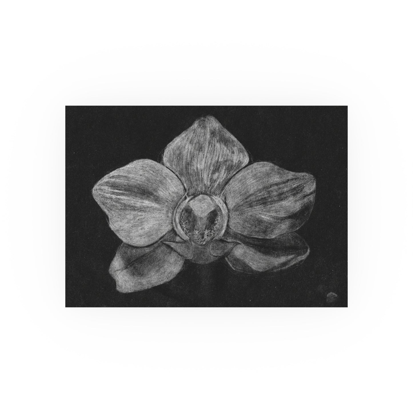 Orchid | Satin & Archival Matte Prints