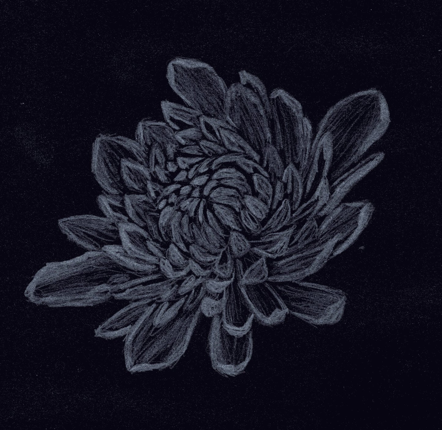Chrysanthemum White Pencil Drawing | Digital Download