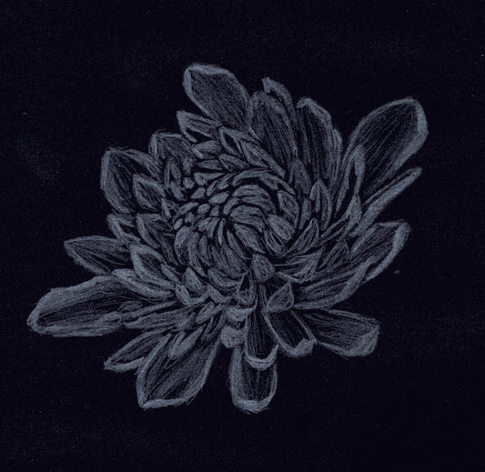 Chrysanthemum White Pencil Drawing | Digital Download
