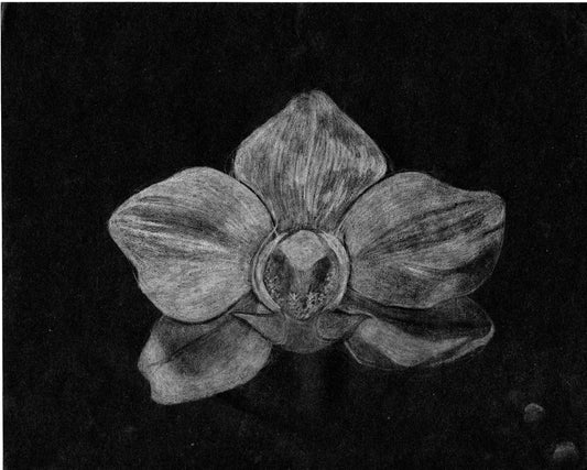 Orchid White Pencil Drawing | Digital Download