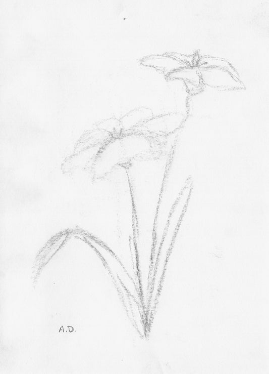 Minimalist Charcoal Flower Sketch | Digital Download