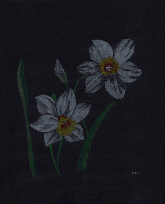 Daffodil Colored Pencil Art | Digital Download